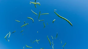 Warum wir lieber Prinzessbohnen als Brechbohnen essen