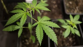 Zeit für eine Kehrtwende beim Cannabis-Gesetz