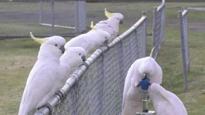 Kakadus in Sydney knacken Wasserhähne