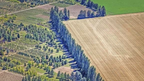 Bäumchen wechsel dich