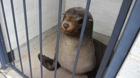 Robbe verirrt sich auf Friedhofstoilette 