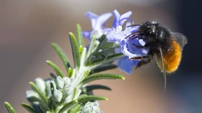 Ein Drittel weniger Insekten als vor zehn Jahren