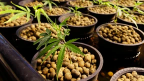 Unsere kleine Marihuana-Farm