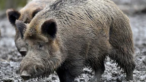 Mit dem Jagdgewehr gegen die Wildschweinplage