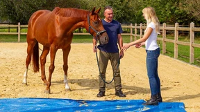 Das Pferd, dein Lebenstrainer