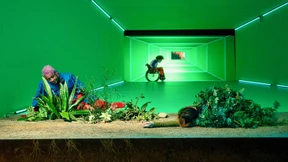 Wer unter den Sternen Wurzeln schlägt