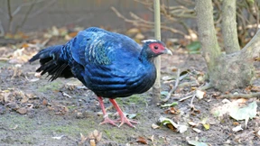 Botschafter für Vietnams Tierwelt