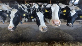 Die Tierdichte müsste reduziert werden