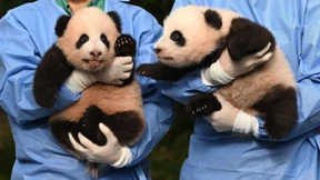 Südkoreanischer Zoo tauft Pandazwillinge