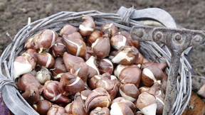 „Je dicker die Zwiebel, desto schöner die Tulpe“