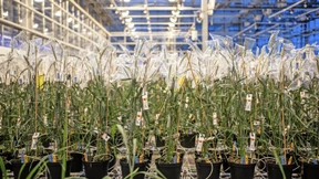 Gibt es Bio bald ohne das Gen-Label?