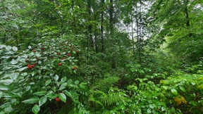Klimastabiler Wald als Ziel