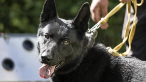 Hunde sollen Corona-Infektionen aufspüren