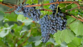 Wo steht der deutsche Wein im Vergleich?