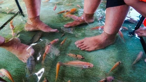 Restaurant bietet Fisch-Pediküre beim Essen an