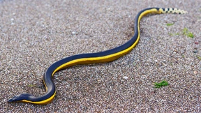 Wolkenbrüche als Durstlöscher