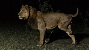 Wie der dreibeinige Löwe Jacob einen Schwimmrekord aufstellte