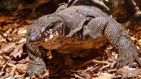 Thailänder trifft großen Waran im Badezimmer