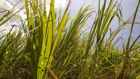 Ärger um transpazifisches Abkommen gefährdet Japans Freihandelspläne