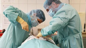 Weniger Herzen, Lebern und Nieren