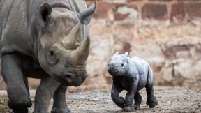 Nashornbaby in englischem Zoo geboren