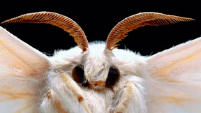 Sechsbeinige Helfer im Mordfall