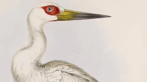 Eroberung von Mexiko