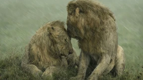 Das sind die schönsten Fotos aus der Tierwelt