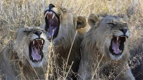 Drei mutmaßliche Wilderer von Löwen gefressen