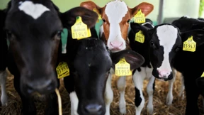 Südlich von Schmallenberg