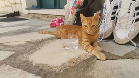 Warum mir keine Katze ins Haus kommt