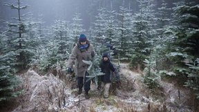 Weitgereiste Tannen sind tabu