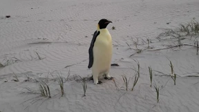 Kaiserpinguin strandet an Australiens Westküste