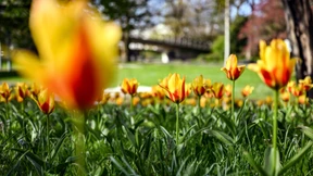 Der Frühling kommt kurz zu Besuch