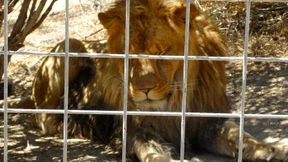 Löwe tötet Praktikantin