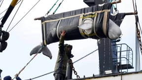 Ein Wal mit Vergangenheit