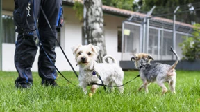 Weniger Steuern für einen Tierheimhund