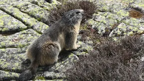 Forscher sucht Unterstützung für Murmeltierprojekt