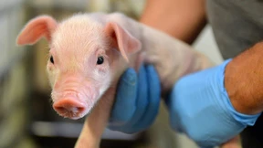 China tötet vorsorglich 120.000 Schweine