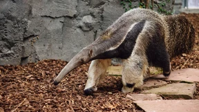 Ameisenbärin Ines erkundet ihr neues Zuhause