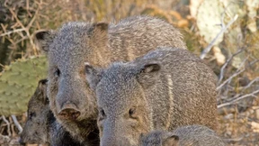 Pekaris