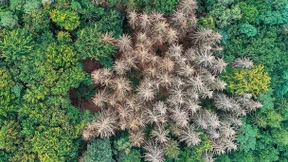 Kahlschlag aus heiterem Himmel