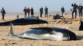 Trauriges Ende am Strand von Calais