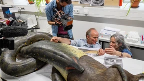 Die Anakonda bleibt verborgen