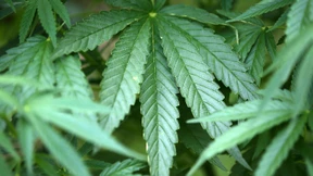 Freie Fahrt für deutsches Gras