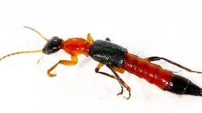 Ein Insekt, dem man lieber nicht begegnet