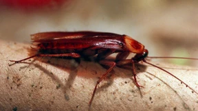 Wo Gaststätten in Frankfurt betrügen