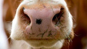 Milchkühe für Qatar