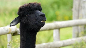 Alpaka Geronimo nach jahrelangem Streit eingeschläfert