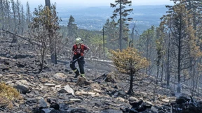 Wie Egoismus den Wäldern schadet